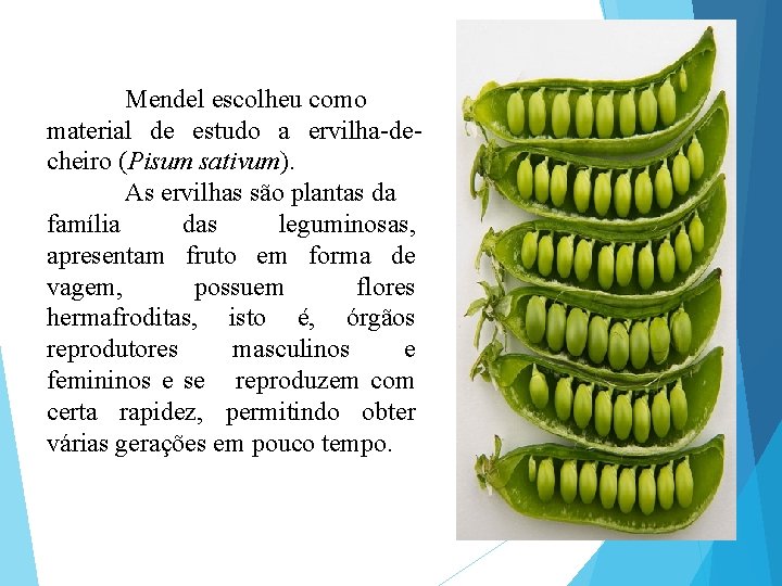 Mendel escolheu como material de estudo a ervilha-decheiro (Pisum sativum). As ervilhas são plantas