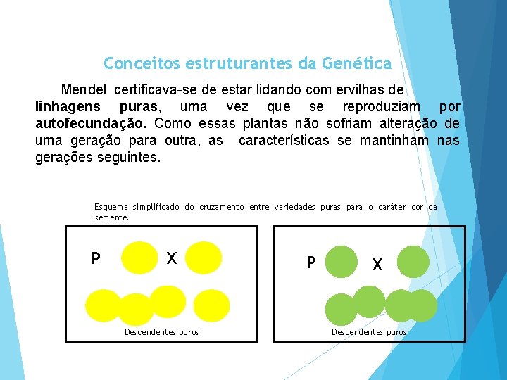 Conceitos estruturantes da Genética Mendel certificava-se de estar lidando com ervilhas de linhagens puras,