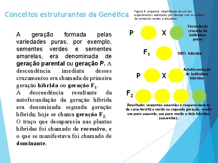 Figura 4: esquema simplificado de um dos experimentos realizados por Mendel com as ervilhas