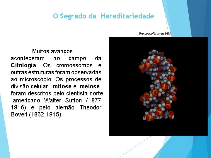 O Segredo da Hereditariedade Representação de um DNA Muitos avanços aconteceram no campo da