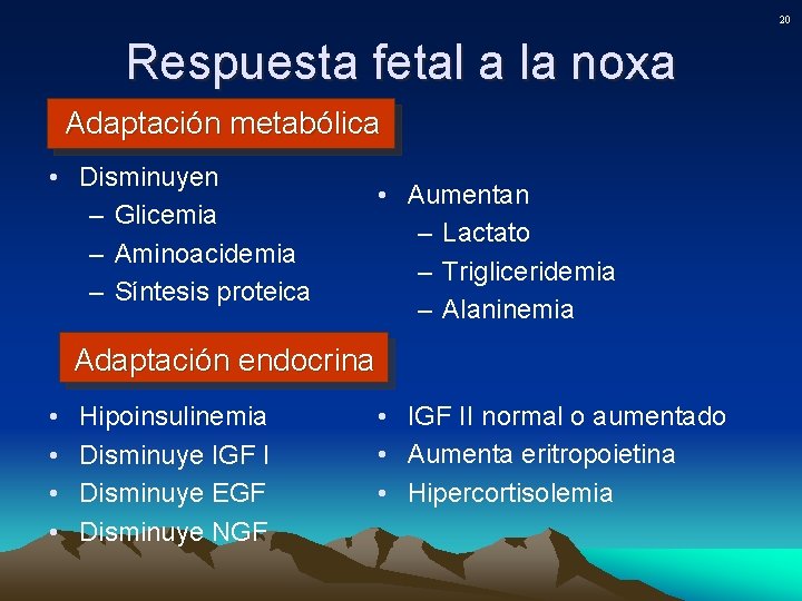 20 Respuesta fetal a la noxa Adaptación metabólica • Disminuyen – Glicemia – Aminoacidemia