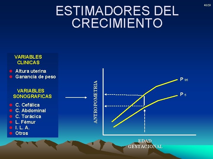 40/59 ESTIMADORES DEL CRECIMIENTO VARIABLES CLINICAS l Altura uterina l Ganancia de peso l