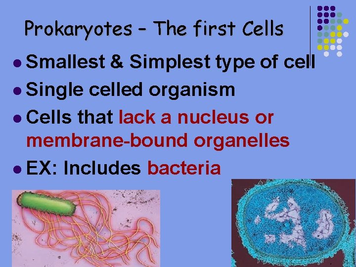 Prokaryotes – The first Cells l Smallest & Simplest type of cell l Single
