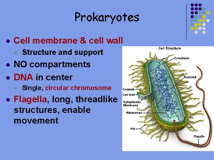 Prokaryotes l Cell membrane & cell wall l NO compartments DNA in center l