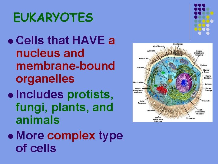 EUKARYOTES l Cells that HAVE a nucleus and membrane-bound organelles l Includes protists, fungi,