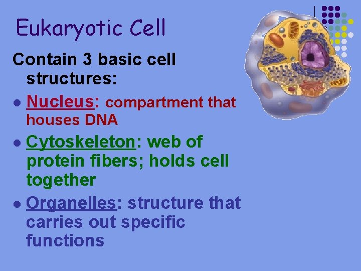 Eukaryotic Cell Contain 3 basic cell structures: l Nucleus: compartment that houses DNA Cytoskeleton: