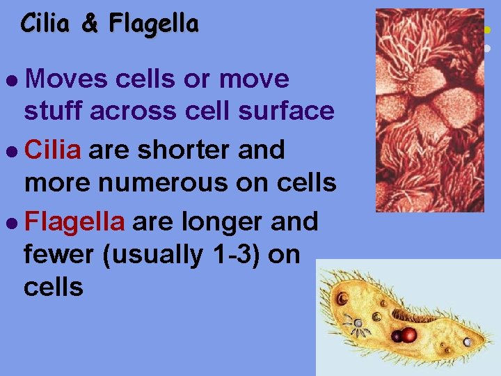 Cilia & Flagella l Moves cells or move stuff across cell surface l Cilia