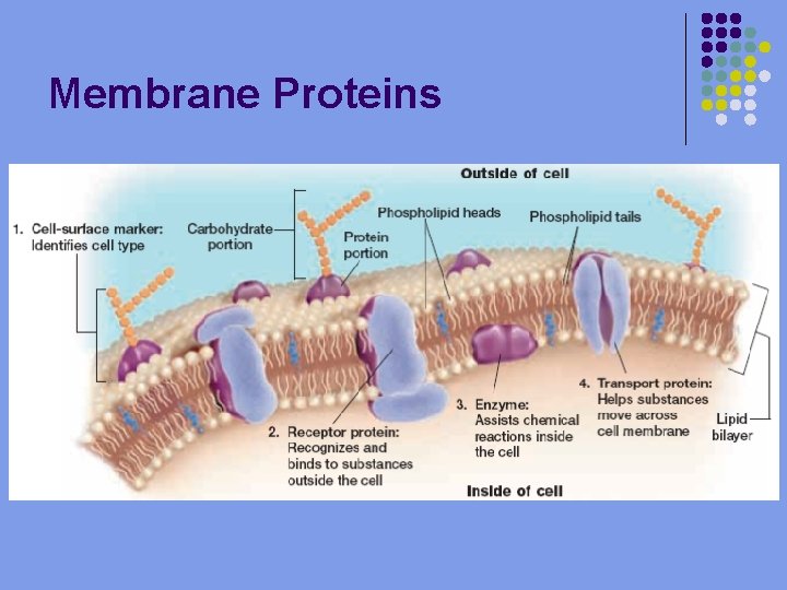 Membrane Proteins 