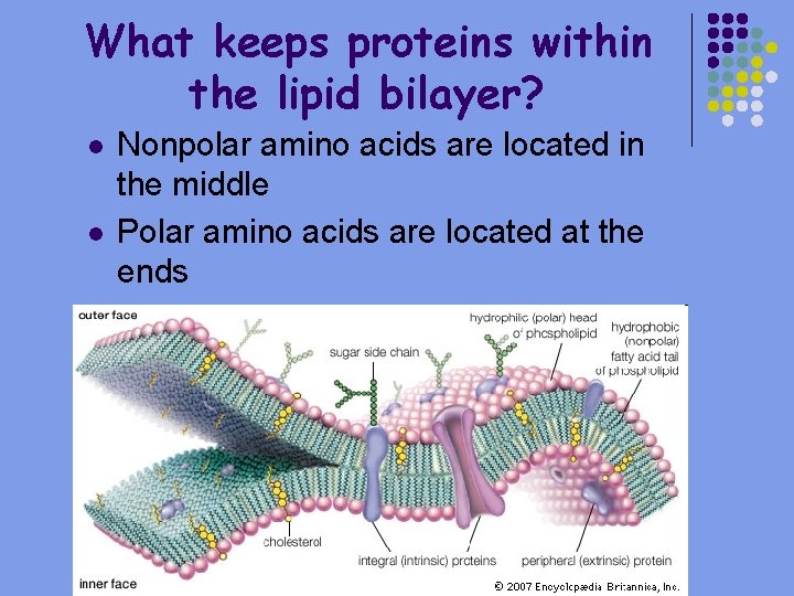What keeps proteins within the lipid bilayer? l l Nonpolar amino acids are located