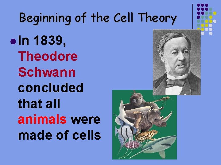 Beginning of the Cell Theory l In 1839, Theodore Schwann concluded that all animals