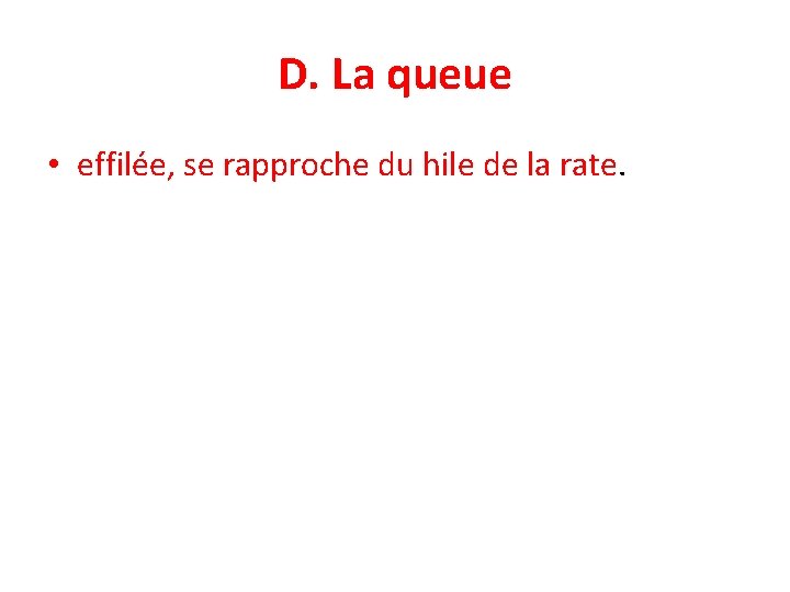 D. La queue • effilée, se rapproche du hile de la rate. 