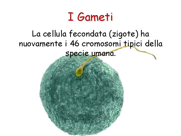 I Gameti La cellula fecondata (zigote) ha nuovamente i 46 cromosomi tipici della specie