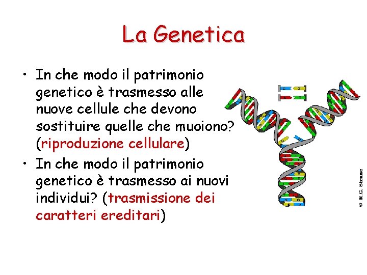 La Genetica • In che modo il patrimonio genetico è trasmesso alle nuove cellule