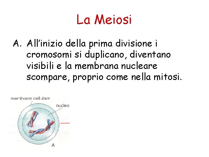 La Meiosi A. All’inizio della prima divisione i cromosomi si duplicano, diventano visibili e