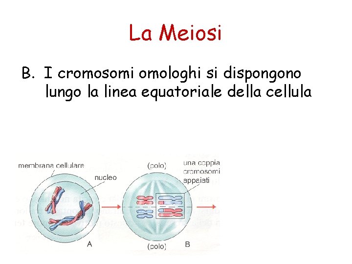 La Meiosi B. I cromosomi omologhi si dispongono lungo la linea equatoriale della cellula