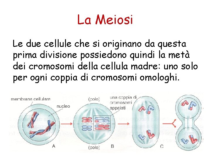 La Meiosi Le due cellule che si originano da questa prima divisione possiedono quindi