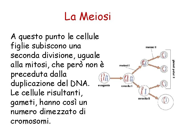 La Meiosi A questo punto le cellule figlie subiscono una seconda divisione, uguale alla