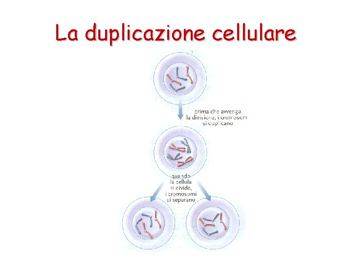 La duplicazione cellulare 