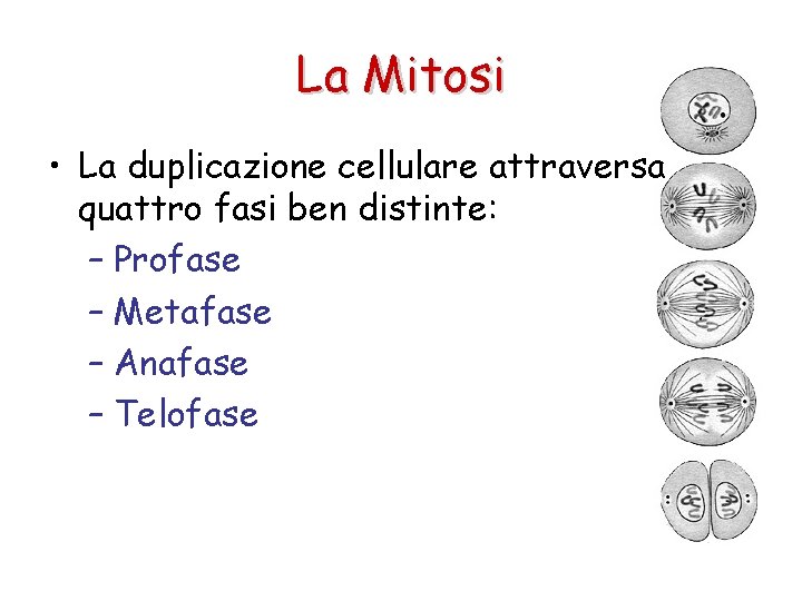 La Mitosi • La duplicazione cellulare attraversa quattro fasi ben distinte: – Profase –