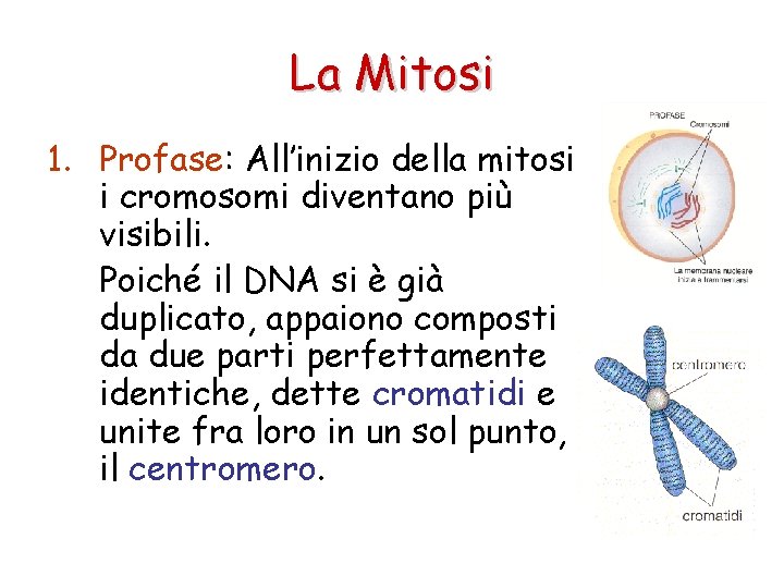La Mitosi 1. Profase: All’inizio della mitosi i cromosomi diventano più visibili. Poiché il