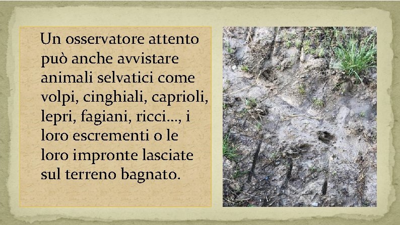 Un osservatore attento può anche avvistare animali selvatici come volpi, cinghiali, caprioli, lepri, fagiani,