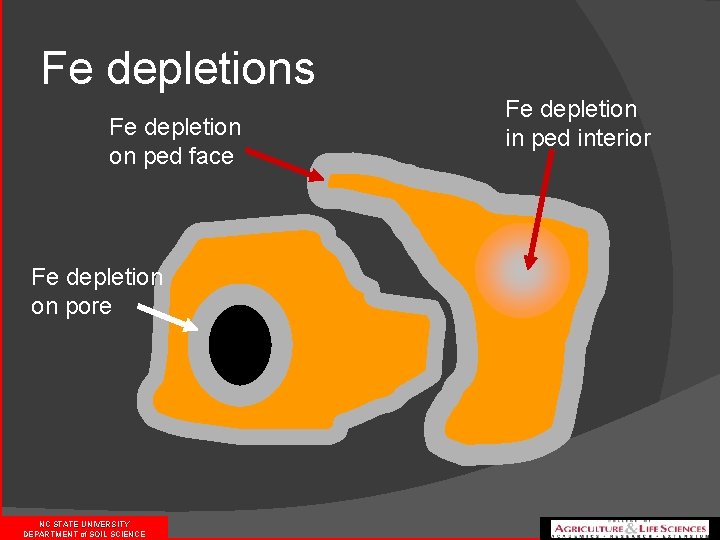 Fe depletions Fe depletion on ped face Fe depletion on pore NC STATE UNIVERSITY