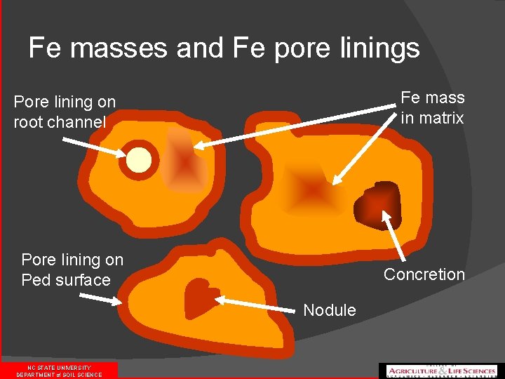 Fe masses and Fe pore linings Fe mass in matrix Pore lining on root