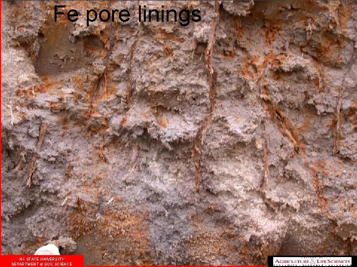 Fe pore linings NC STATE UNIVERSITY DEPARTMENT of SOIL SCIENCE 