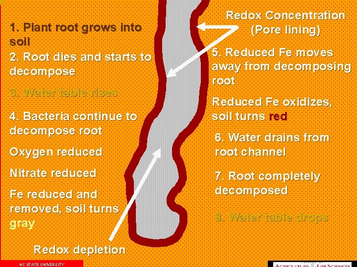 1. Plant root grows into soil 2. Root dies and starts to decompose 3.