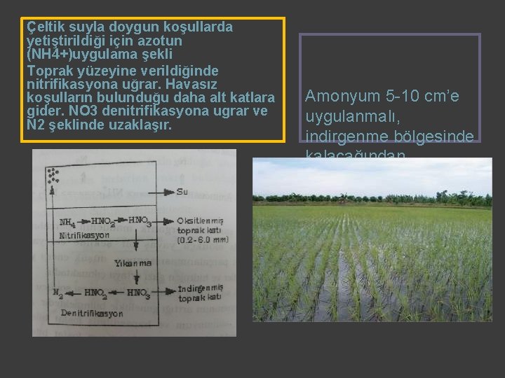 Çeltik suyla doygun koşullarda yetiştirildiği için azotun (NH 4+)uygulama şekli Toprak yüzeyine verildiğinde nitrifikasyona