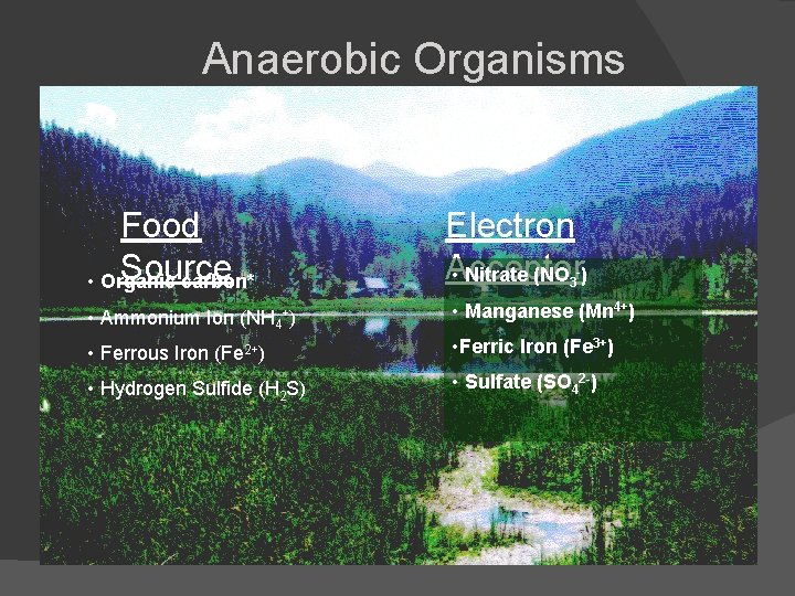 Anaerobic Organisms Food Source • Organic carbon* Electron Acceptor • Nitrate (NO ) 3