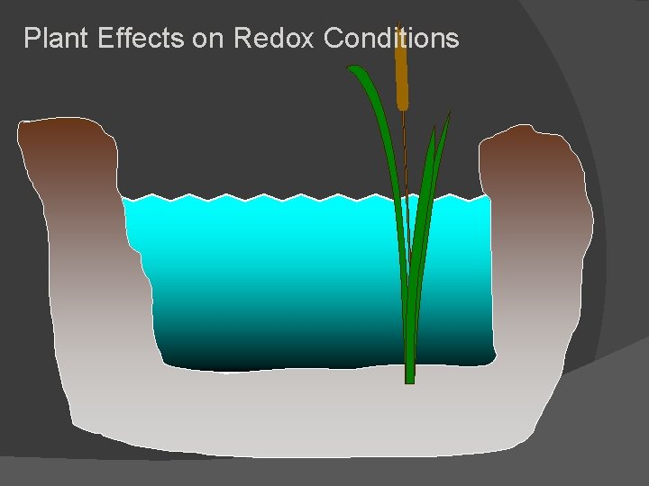 Plant Effects on Redox Conditions 