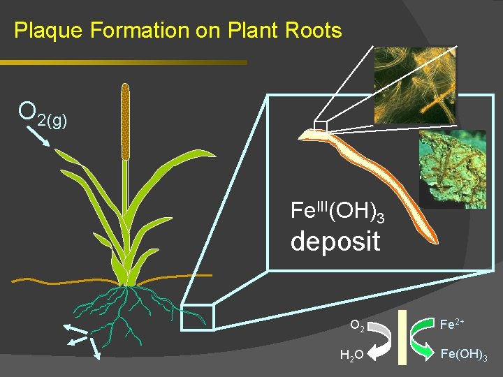 Plaque Formation on Plant Roots O 2(g) Fe. III(OH)3 deposit O 2 H 2