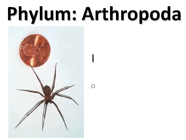 Phylum: Arthropoda l o 