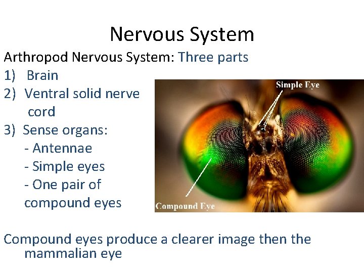 Nervous System Arthropod Nervous System: Three parts 1) Brain 2) Ventral solid nerve cord