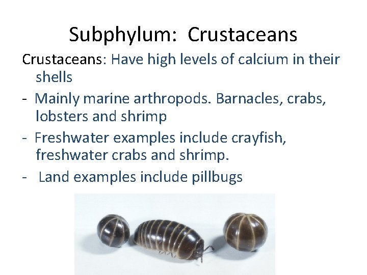 Subphylum: Crustaceans: Have high levels of calcium in their shells - Mainly marine arthropods.