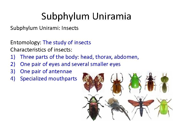 Subphylum Uniramia Subphylum Unirami: Insects Entomology: The study of insects Characteristics of insects: 1)