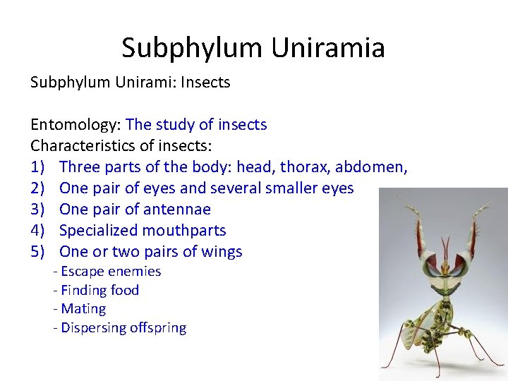 Subphylum Uniramia Subphylum Unirami: Insects Entomology: The study of insects Characteristics of insects: 1)