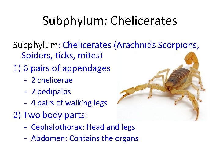 Subphylum: Chelicerates (Arachnids Scorpions, Spiders, ticks, mites) 1) 6 pairs of appendages - 2