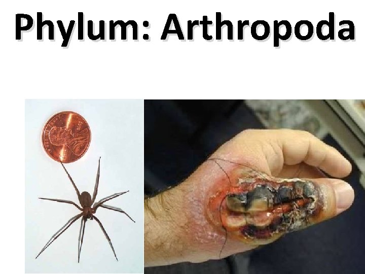 Phylum: Arthropoda l o 