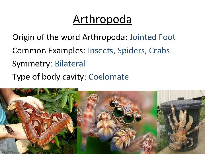 Arthropoda Origin of the word Arthropoda: Jointed Foot Common Examples: Insects, Spiders, Crabs Symmetry: