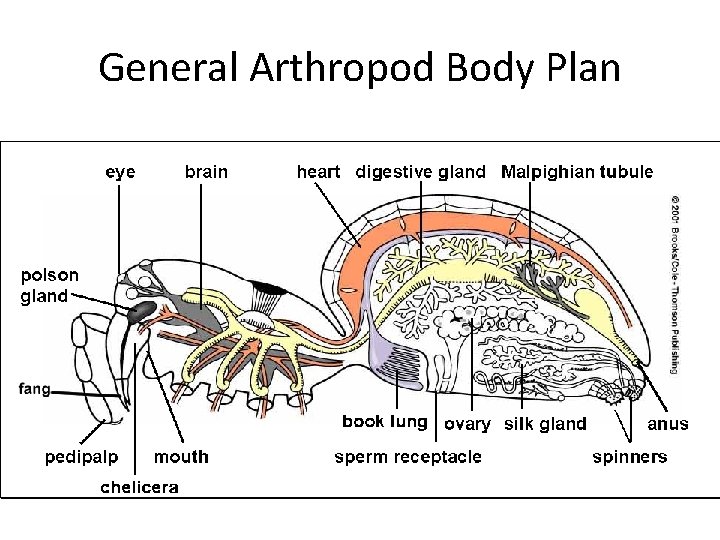 General Arthropod Body Plan • 