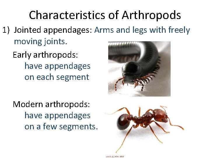 Characteristics of Arthropods 1) Jointed appendages: Arms and legs with freely moving joints. Early