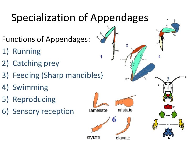 Specialization of Appendages Functions of Appendages: 1) Running 2) Catching prey 3) Feeding (Sharp
