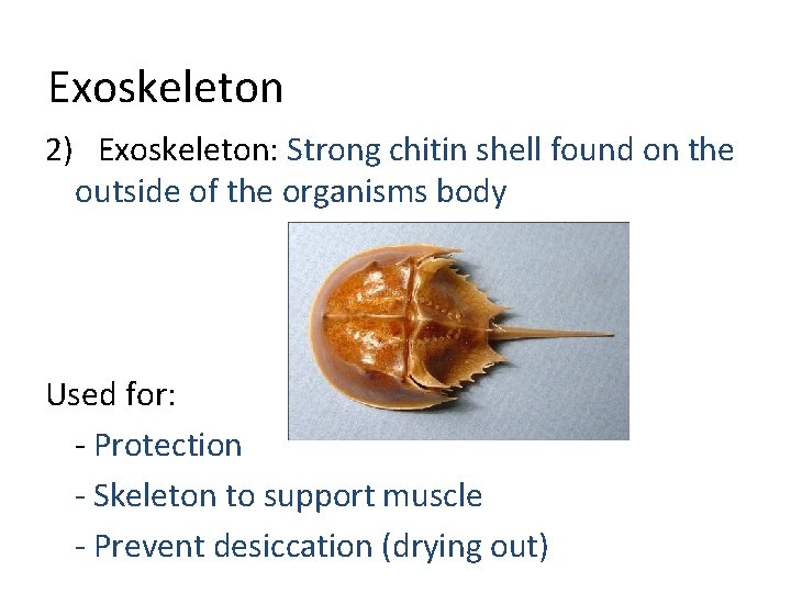 Exoskeleton 2) Exoskeleton: Strong chitin shell found on the outside of the organisms body