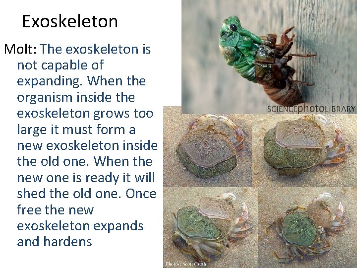 Exoskeleton Molt: The exoskeleton is not capable of expanding. When the organism inside the