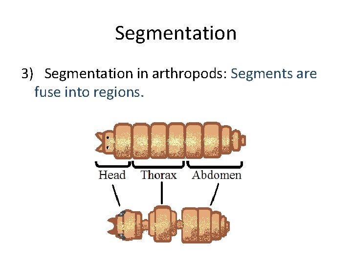 Segmentation 3) Segmentation in arthropods: Segments are fuse into regions. 