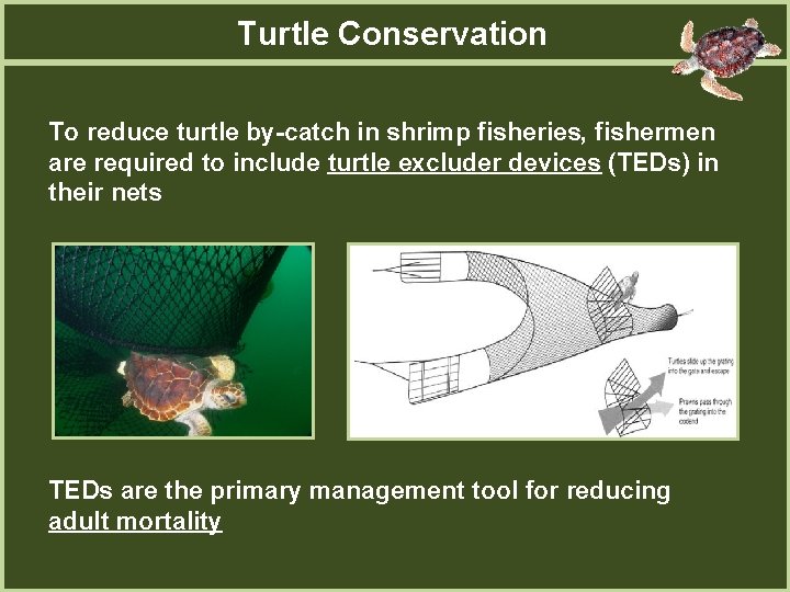 FW 364 Ecological Problem Solving Lab 7 Loggerhead