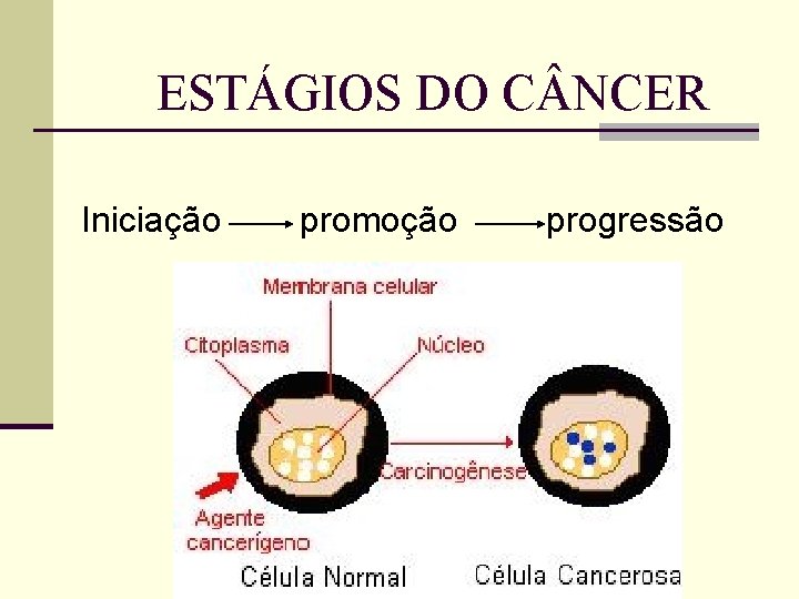 ESTÁGIOS DO C NCER Iniciação promoção progressão 