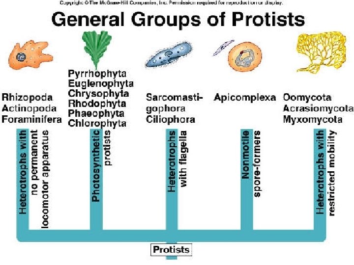 REVIEW • What are protists? • Reason of their position in the 6 -Kingdom